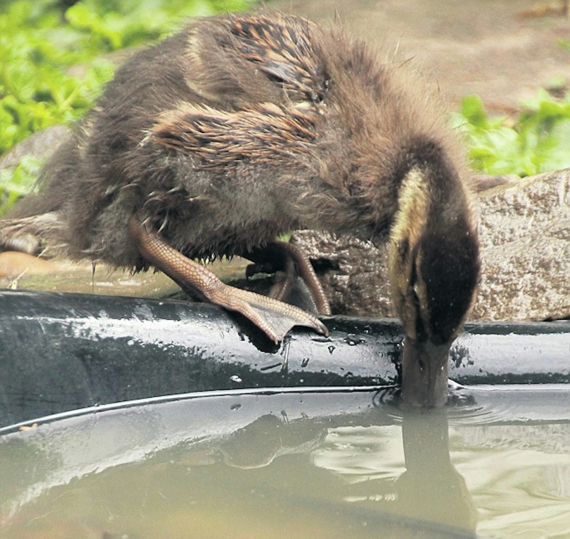 Wildvogelstation2