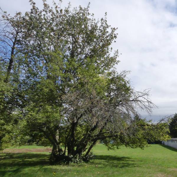 roes-hausbozen-002