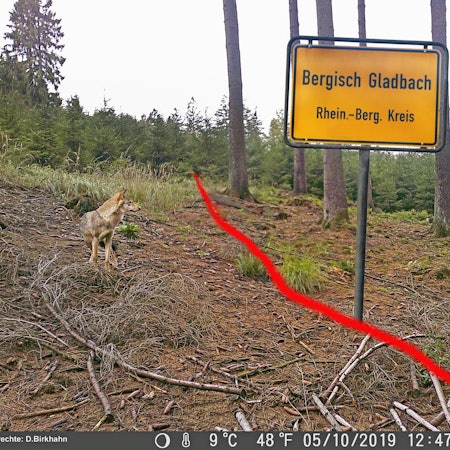 Neu_Wolf-Engelskirchen