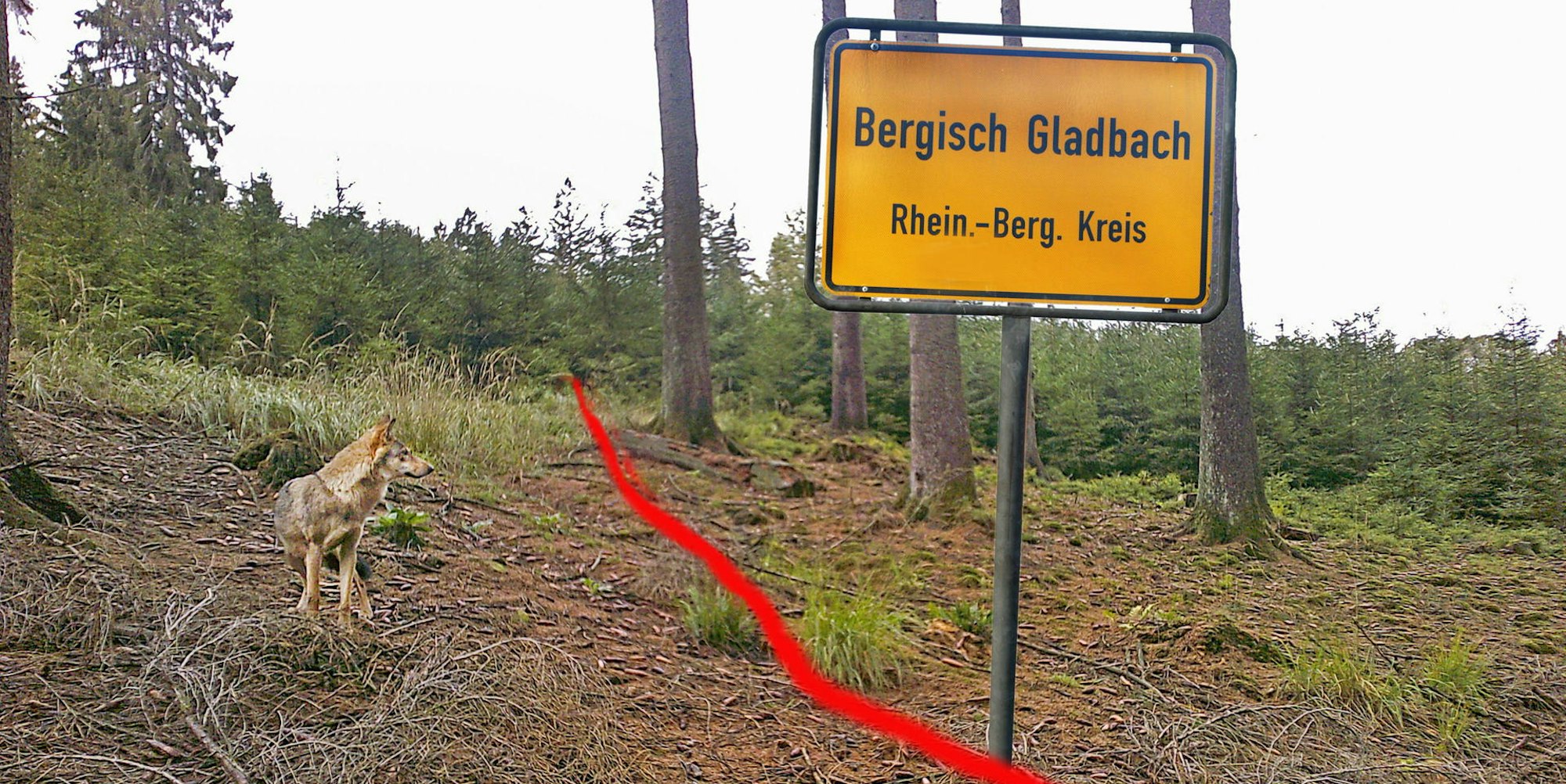 Neu_Wolf-Engelskirchen