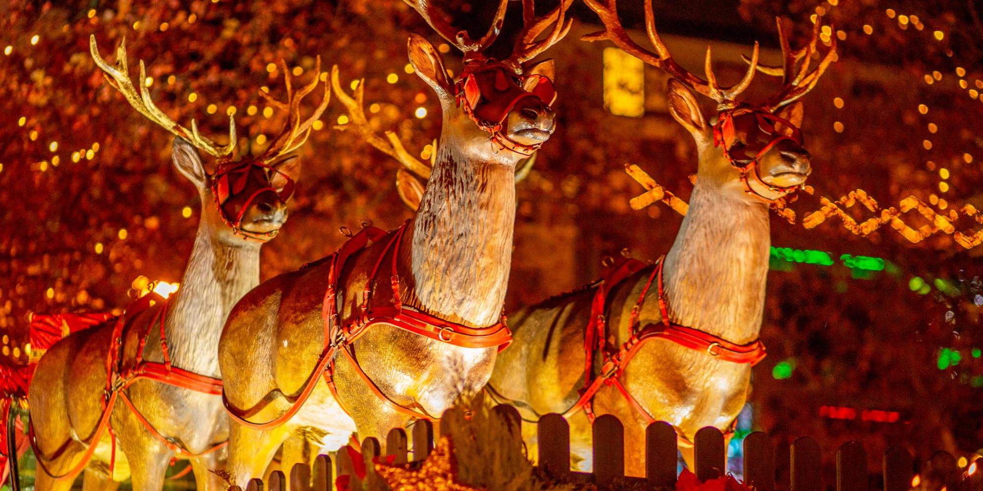 20191126_ths_weihnachtsmarkt_rudolfplatz_04