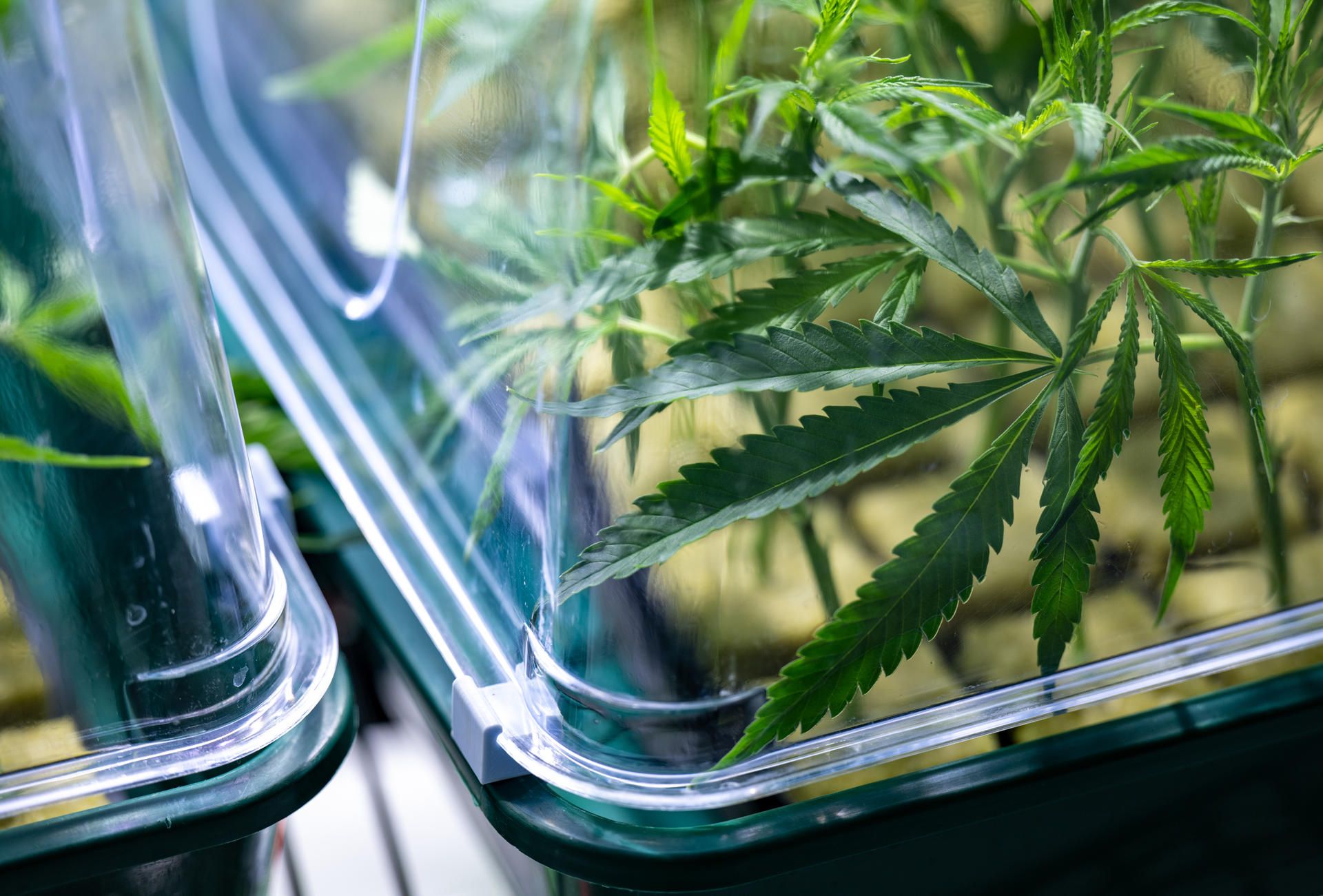 Cannabis Gefäß symbol dpa