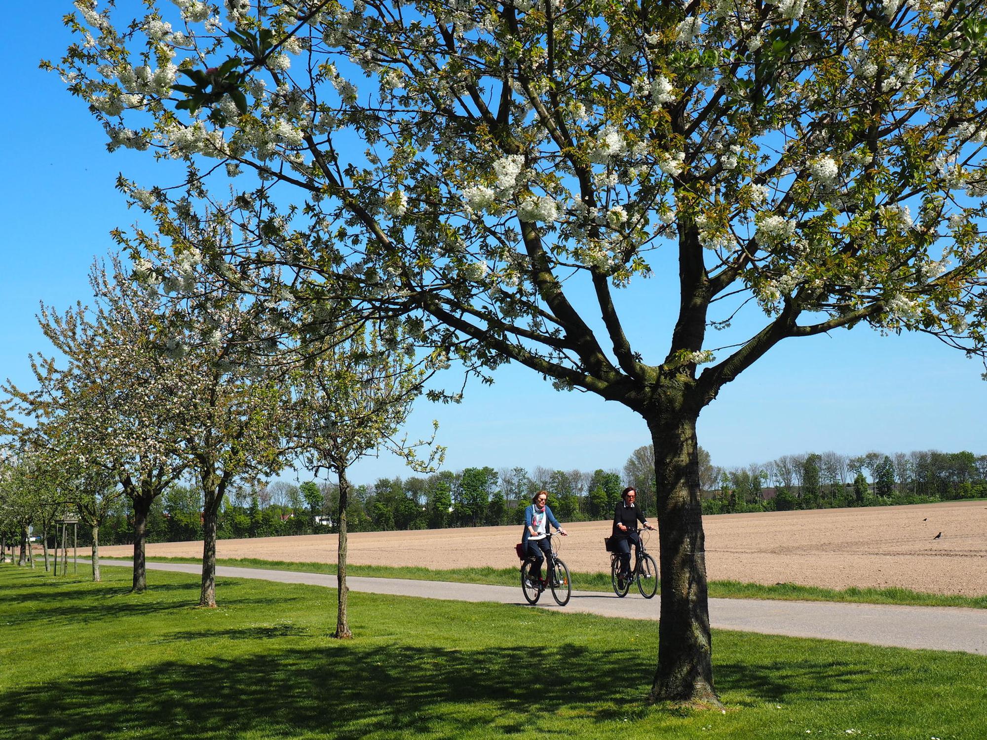 Radtour Baum Pulheim MAchnik