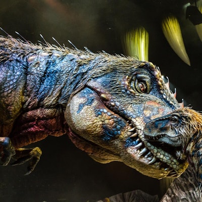 dino show fotos patrick murphy