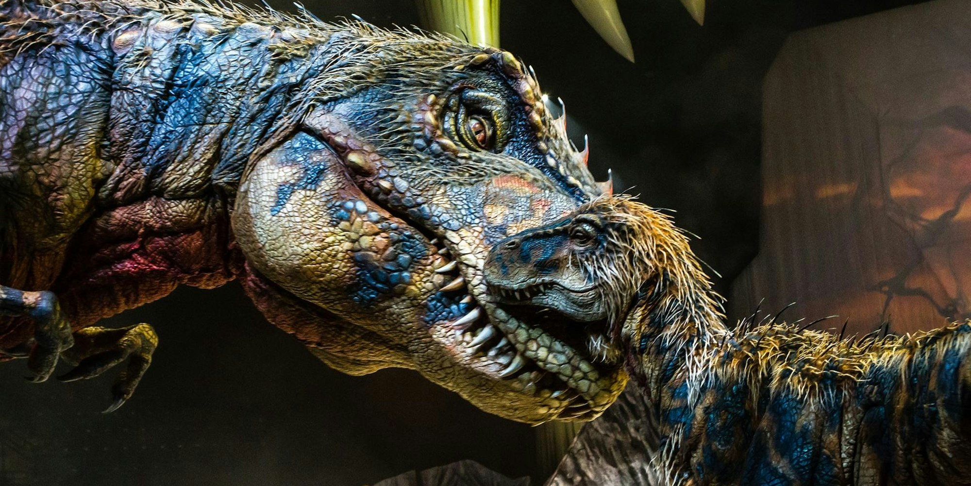 dino show fotos patrick murphy