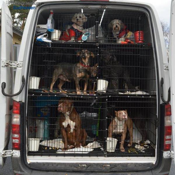 Tiertransport Darmstadt