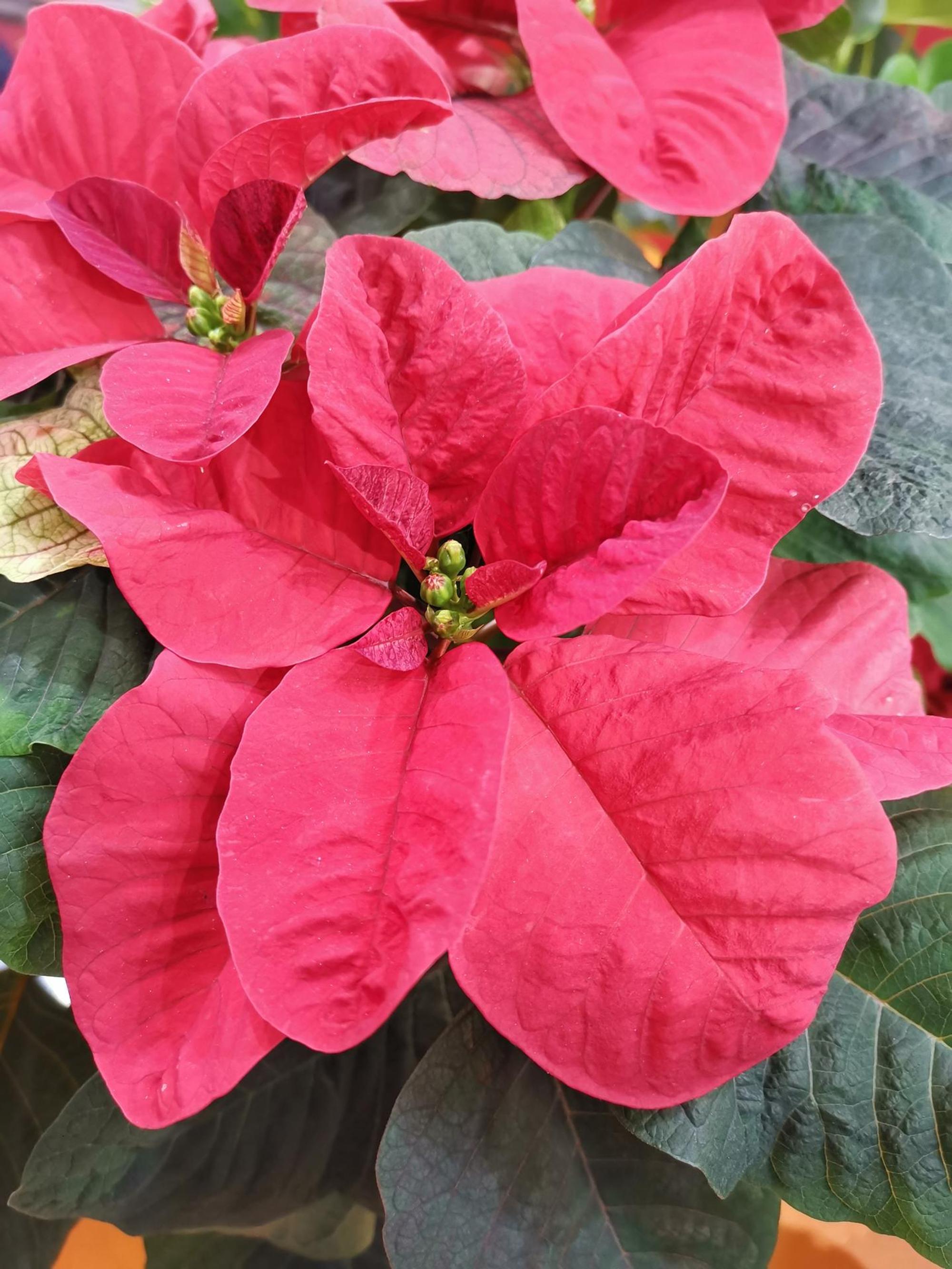 runter weihnachtsstern