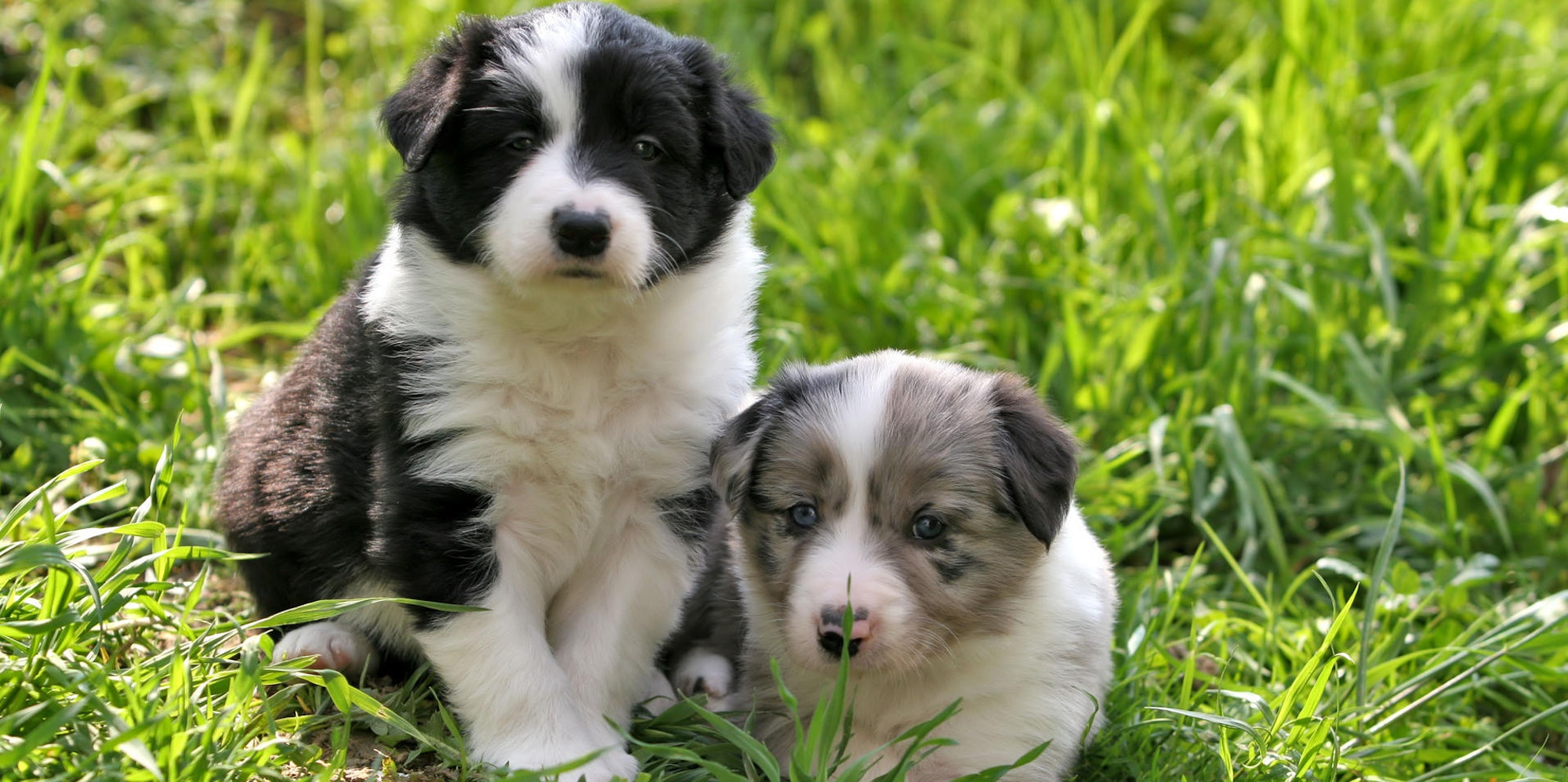 köln_border collie_handel