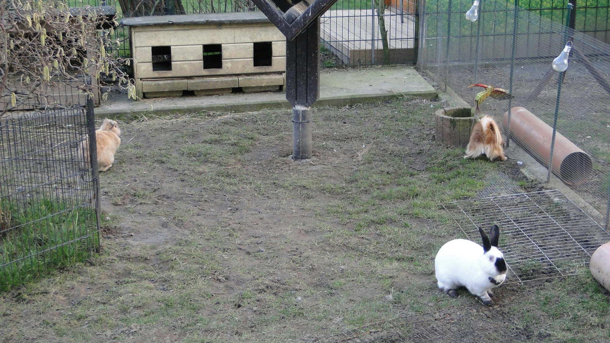 Pescher Taubenzank (3)