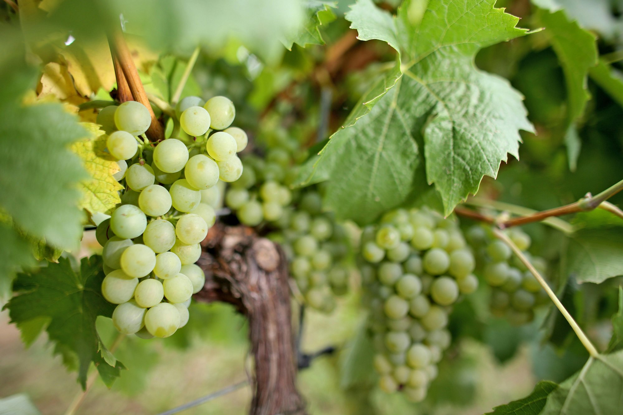 Weintrauben Weinberge WEinernte 130916