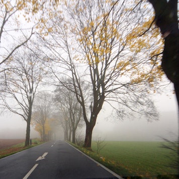 Allee_Faellung