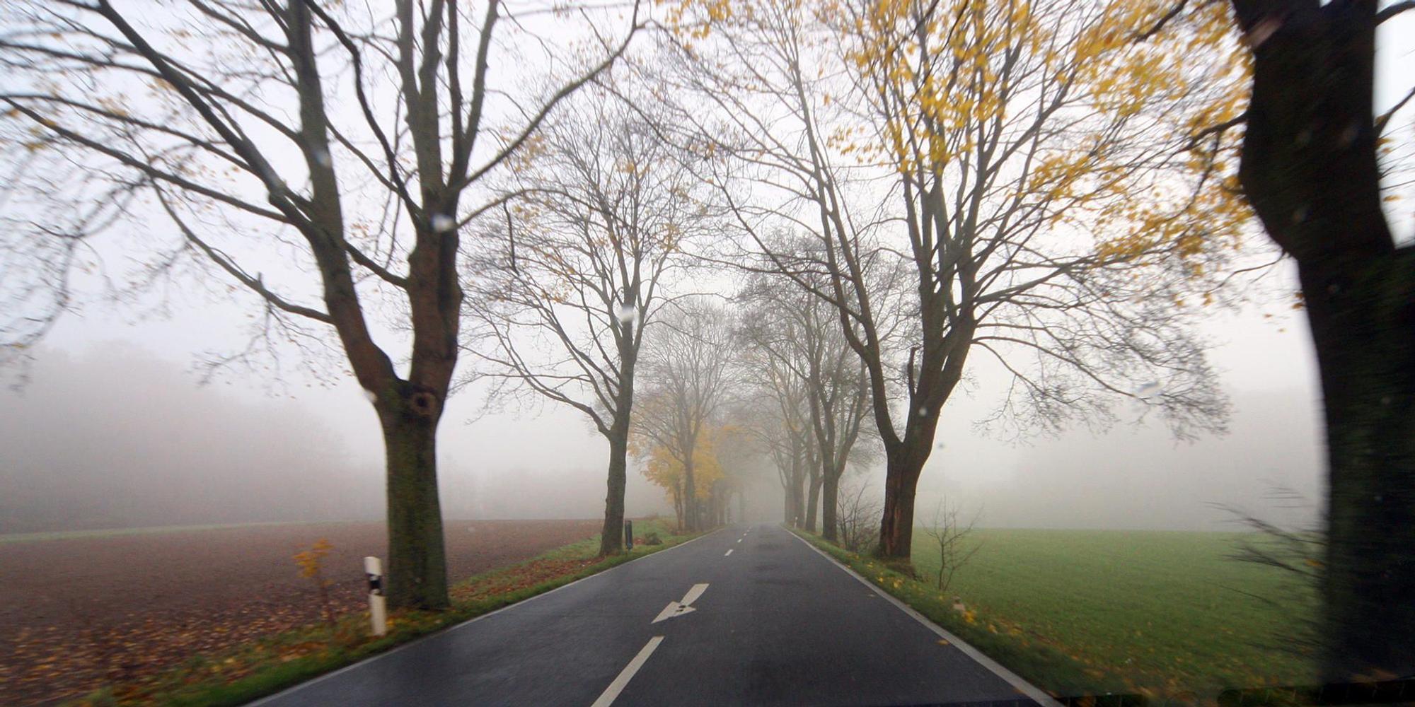 Allee_Faellung