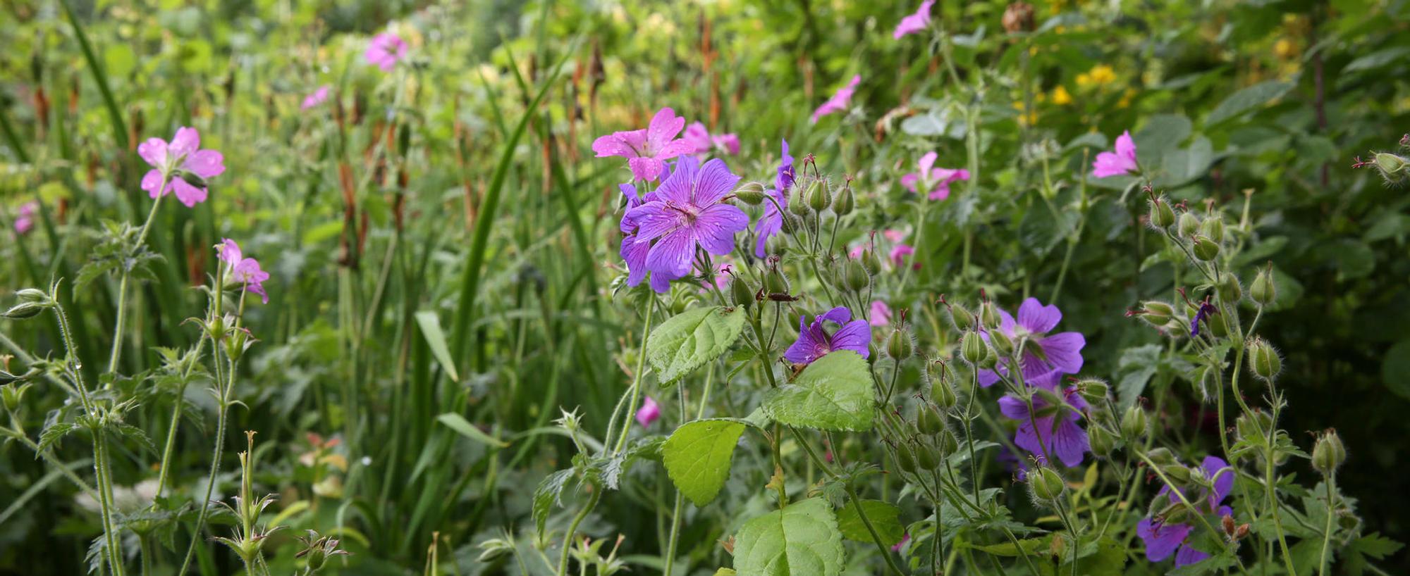 Storchschnabel bestimmt das Gartenbild im Juni