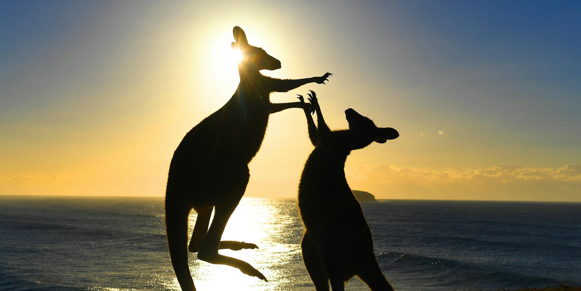 Kangurus Australien
