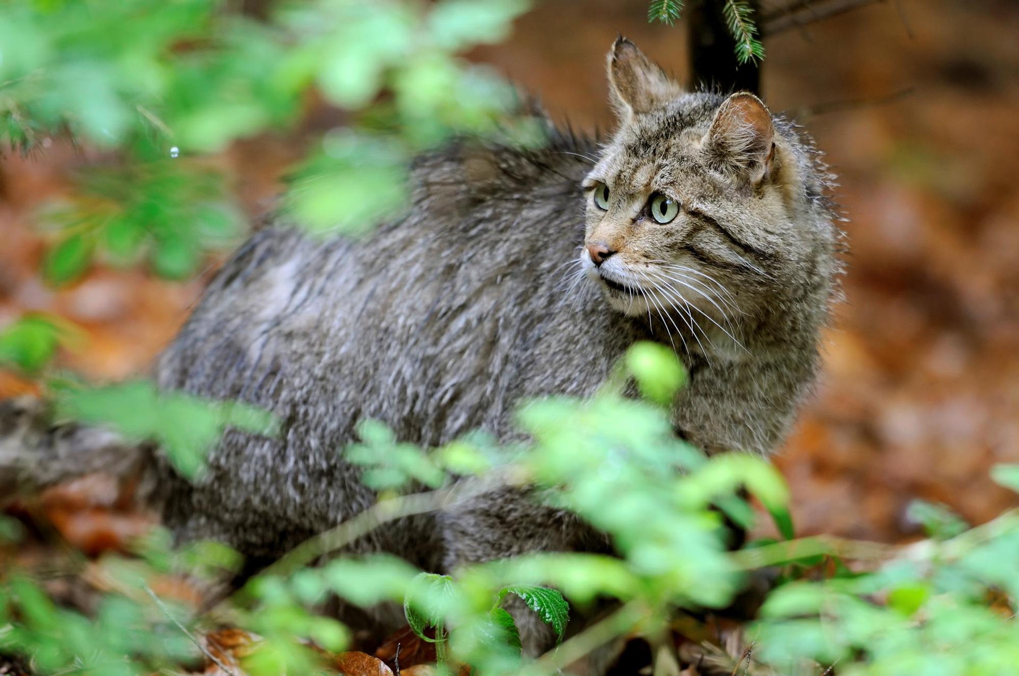 KINA_Zwischen_Katzen_66255300