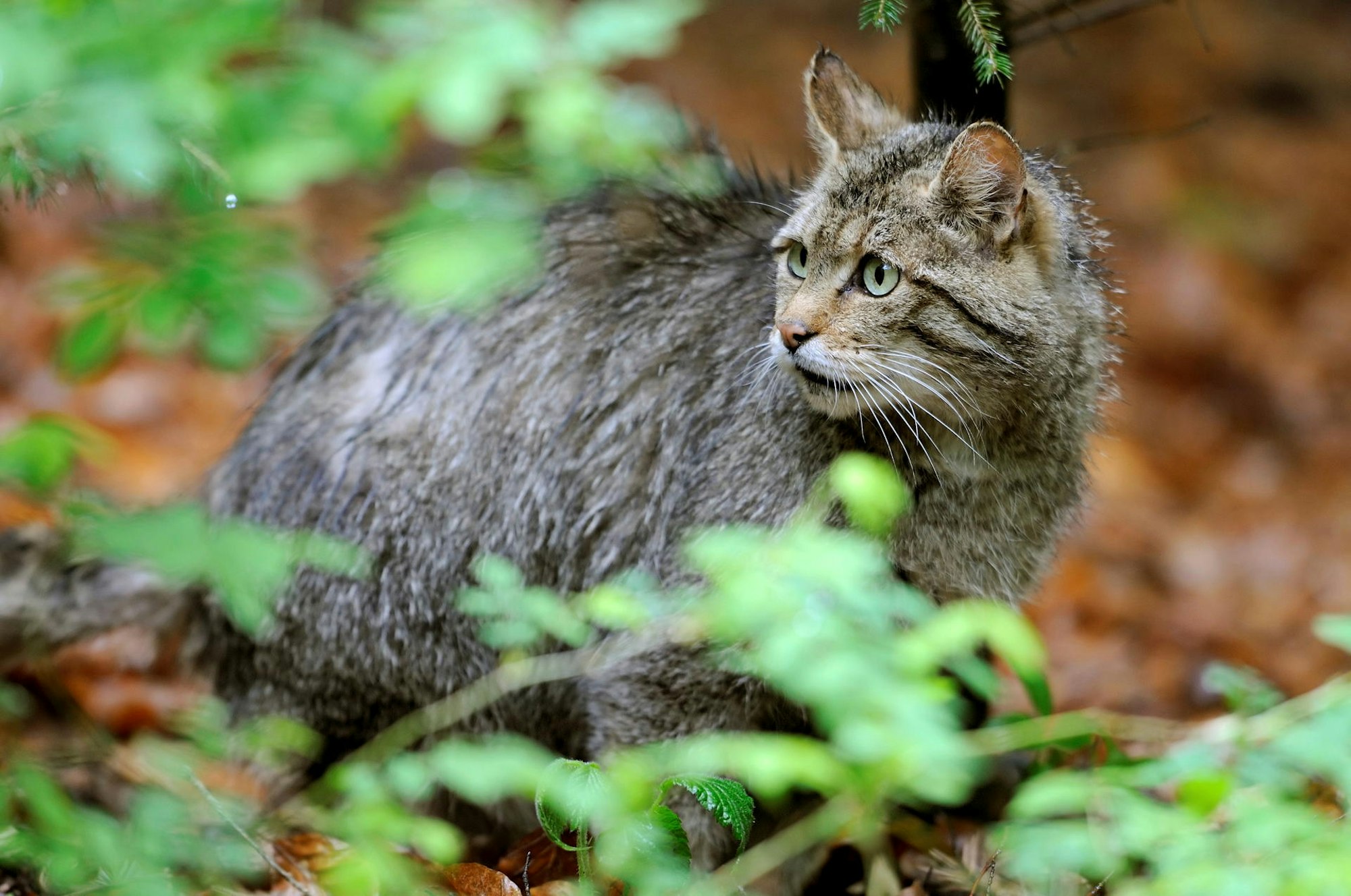 KINA_Zwischen_Katzen_66255300