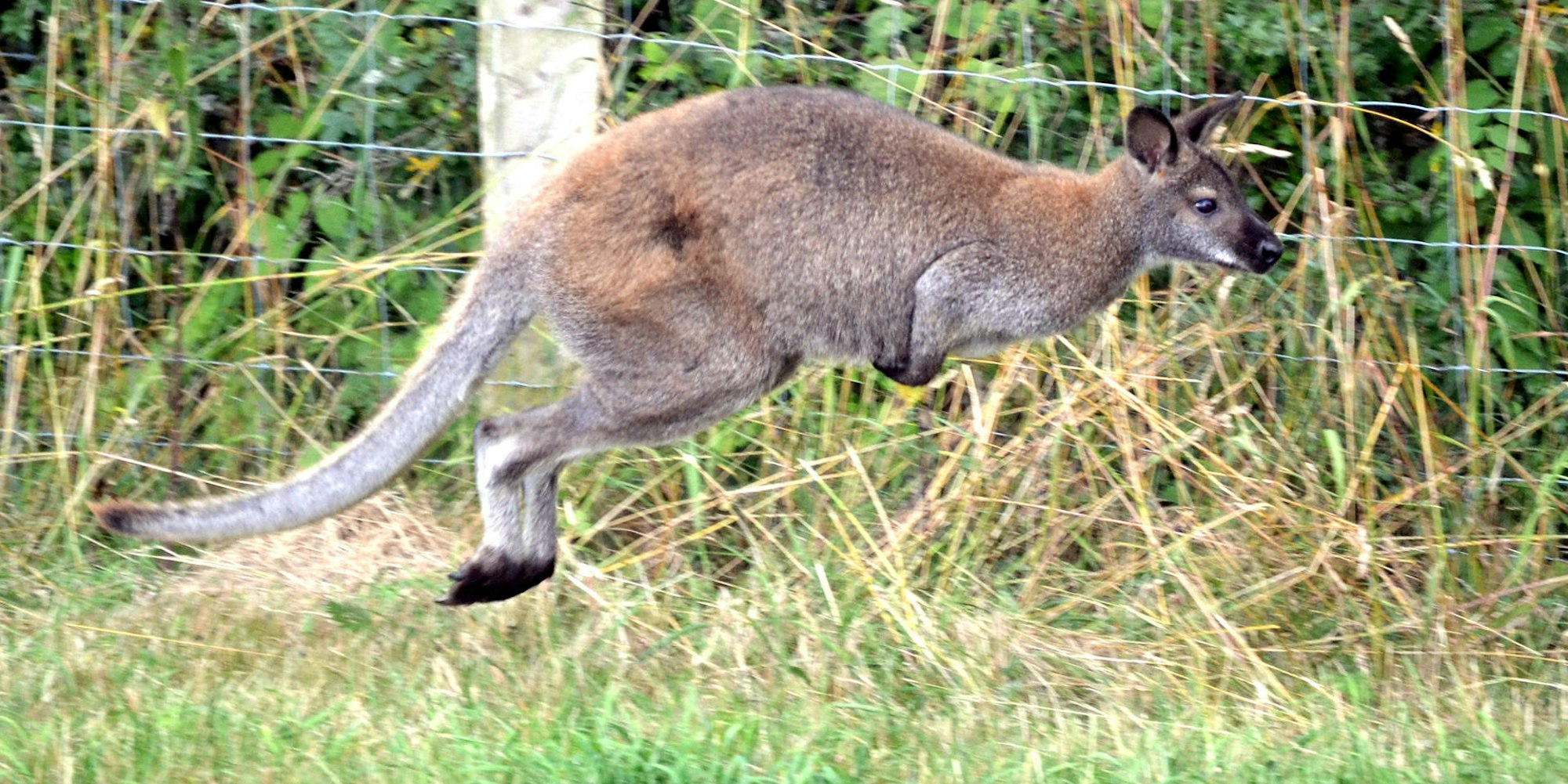 Känguru Archivbild PA 060722
