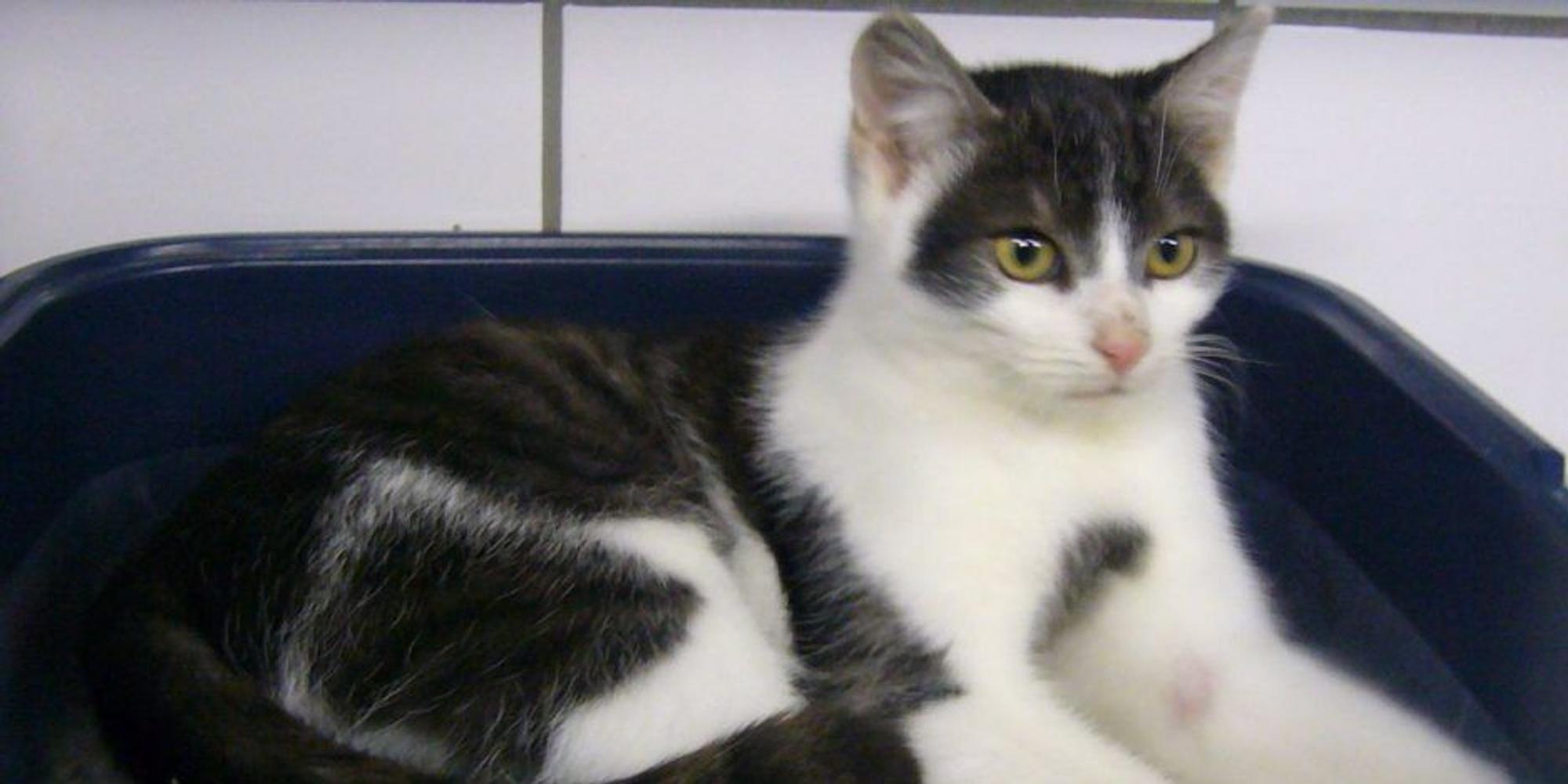 kater-lucky1-937x640