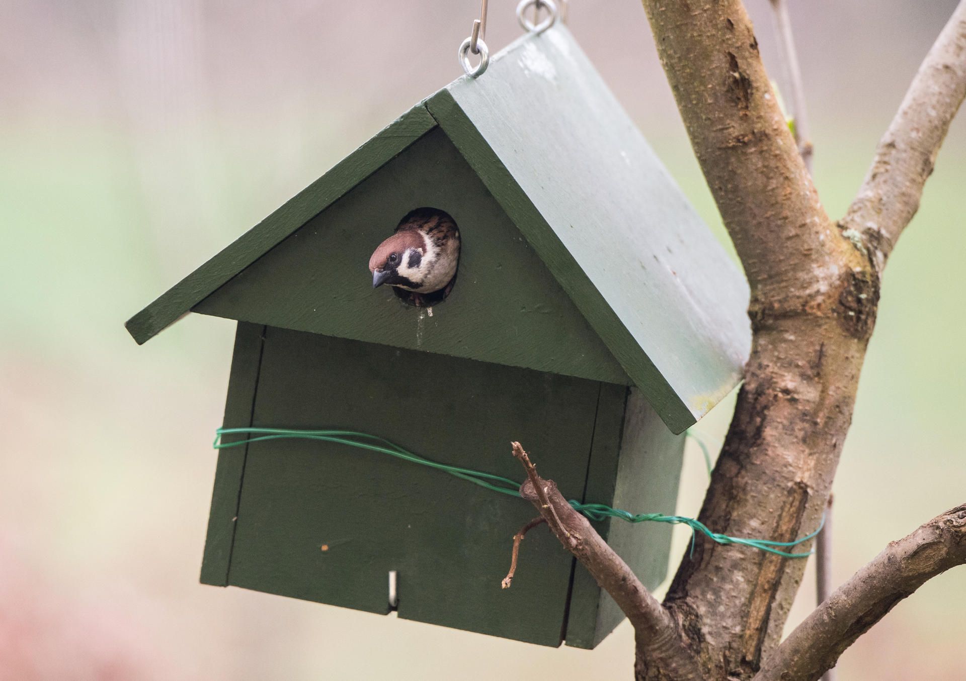 Singvogel_Nistkasten
