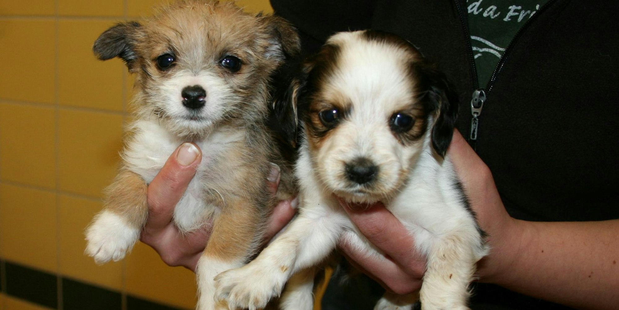 kranke welpen aus porz