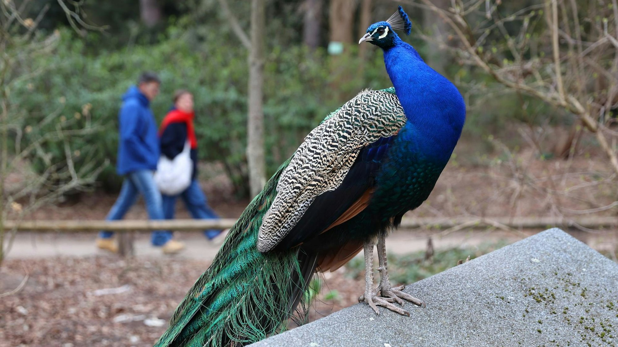 Pfau mit blauer Brust und grünen Federn