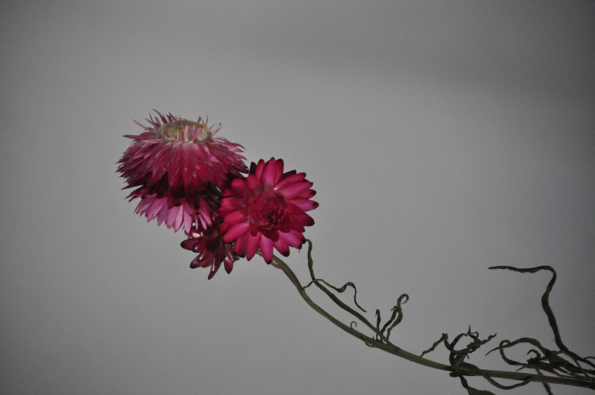 strohblume