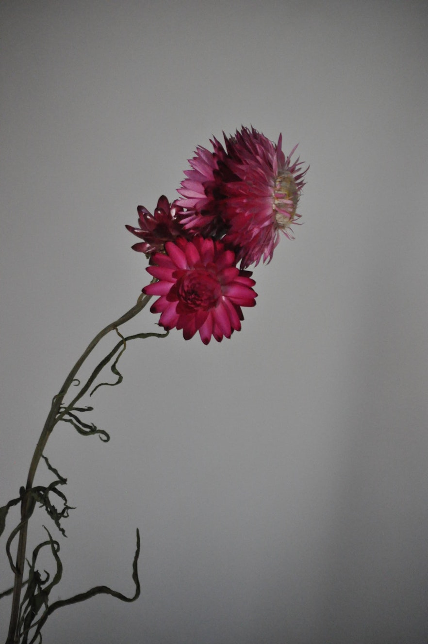 strohblume