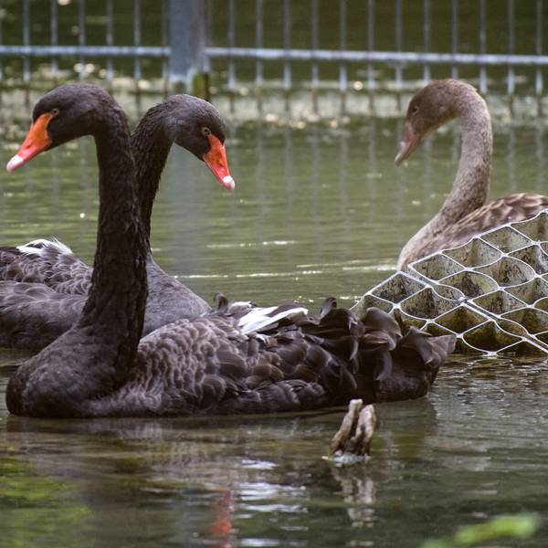 Trauerschwan dpa neu