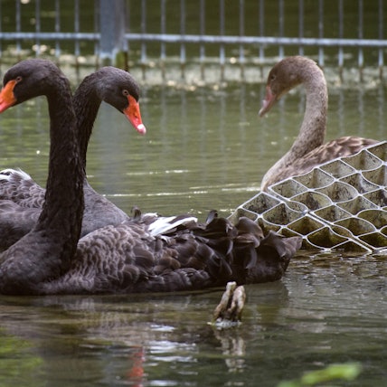 Trauerschwan dpa neu