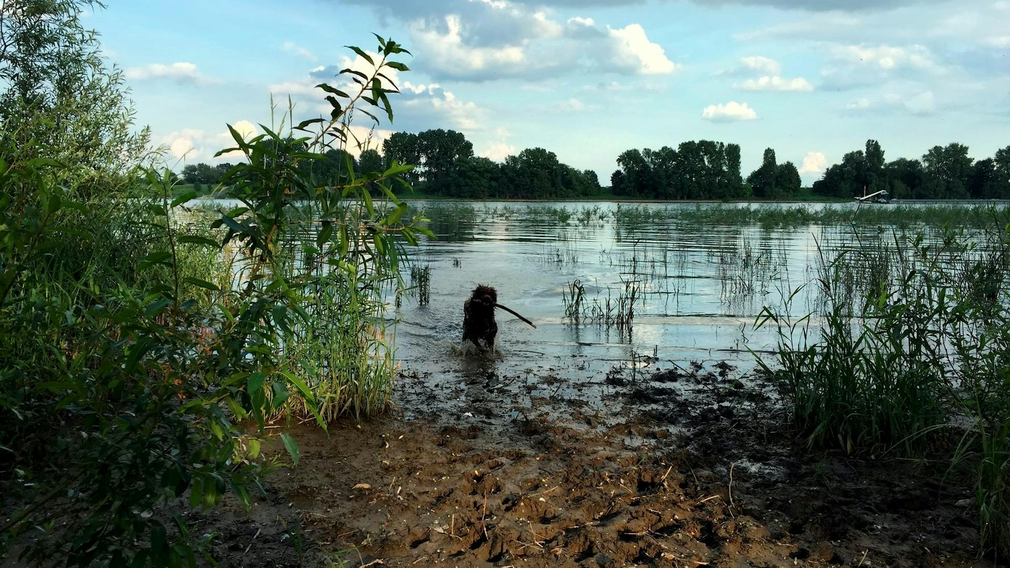 Mit Hund in der Sürther Aue.