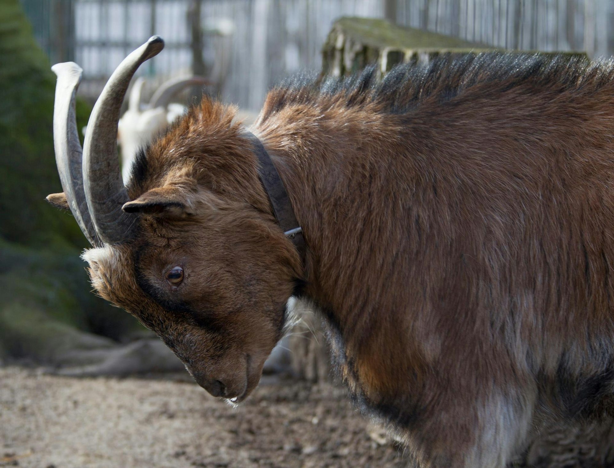 bopp_Hennes_Geburtstag1