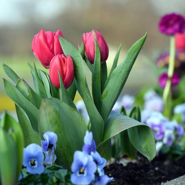 Blumenbeet