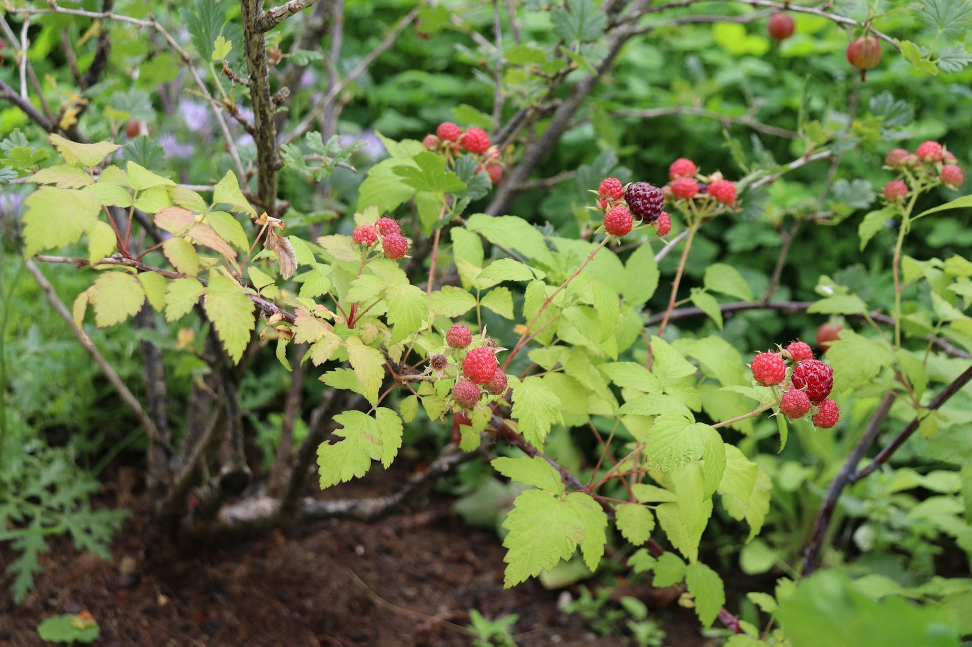 aef-schrebergarten-8