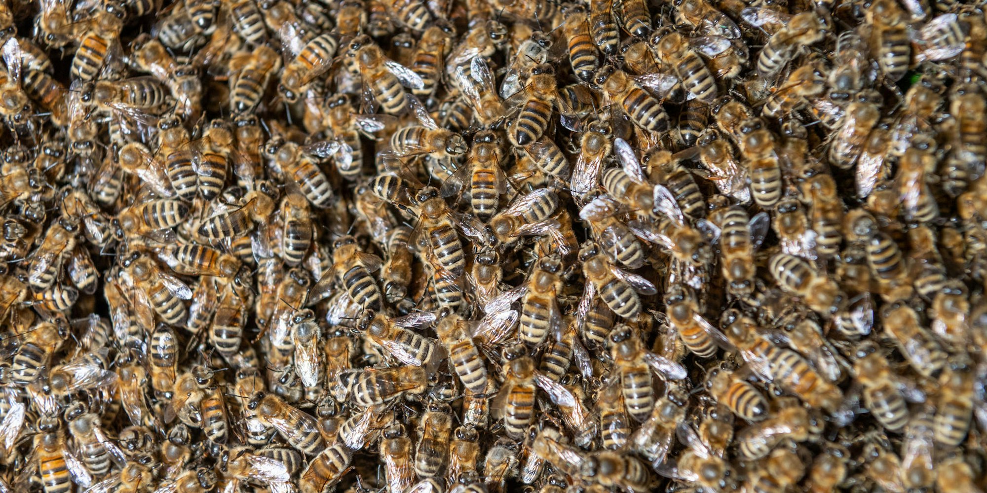 Bienenschwarm
