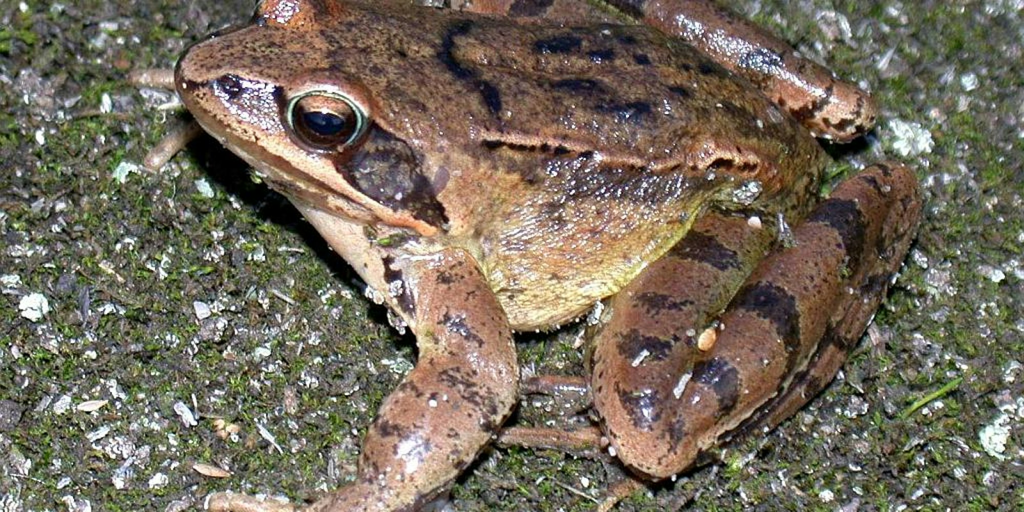 Springfrosch-Biol-Stat- Bonn-Rhein-Erft