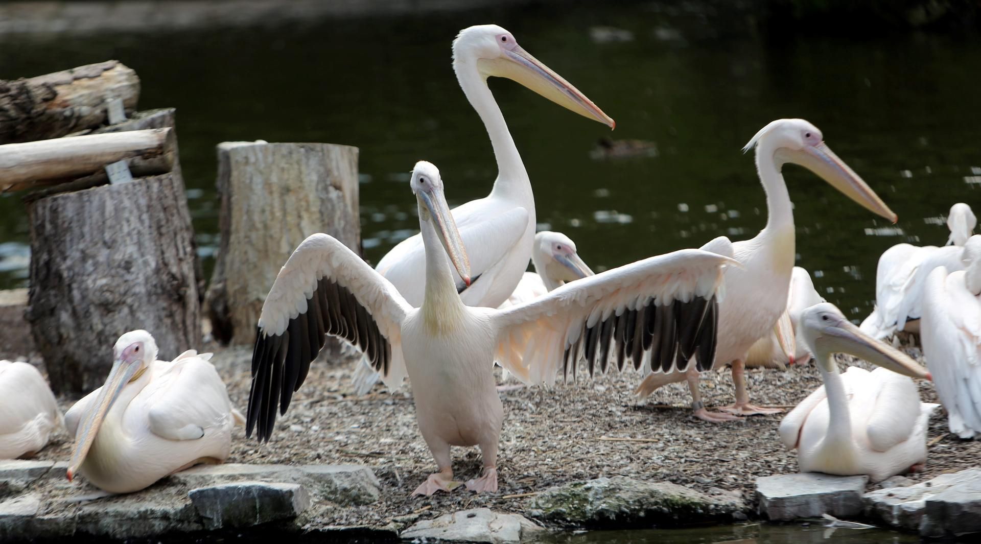 Pelikane im Kölner Zoo