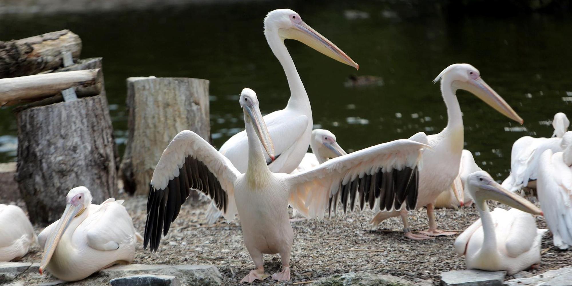 Pelikane im Kölner Zoo