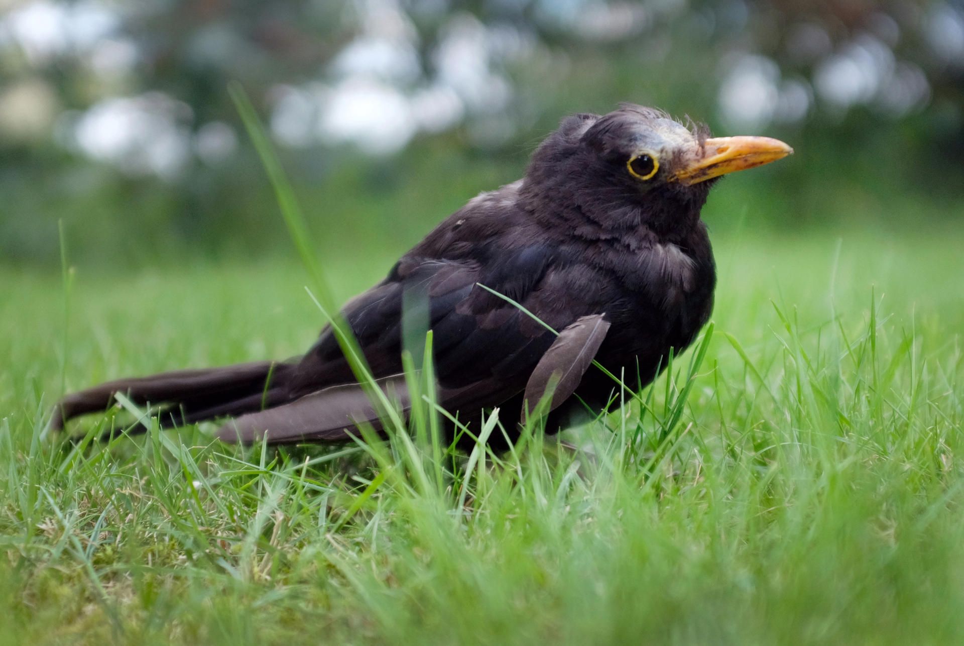 Amsel