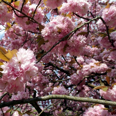 MDS-KSTA-2016-04-15-71-97881324