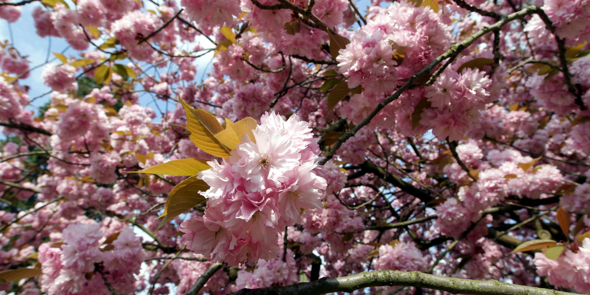 MDS-KSTA-2016-04-15-71-97881324