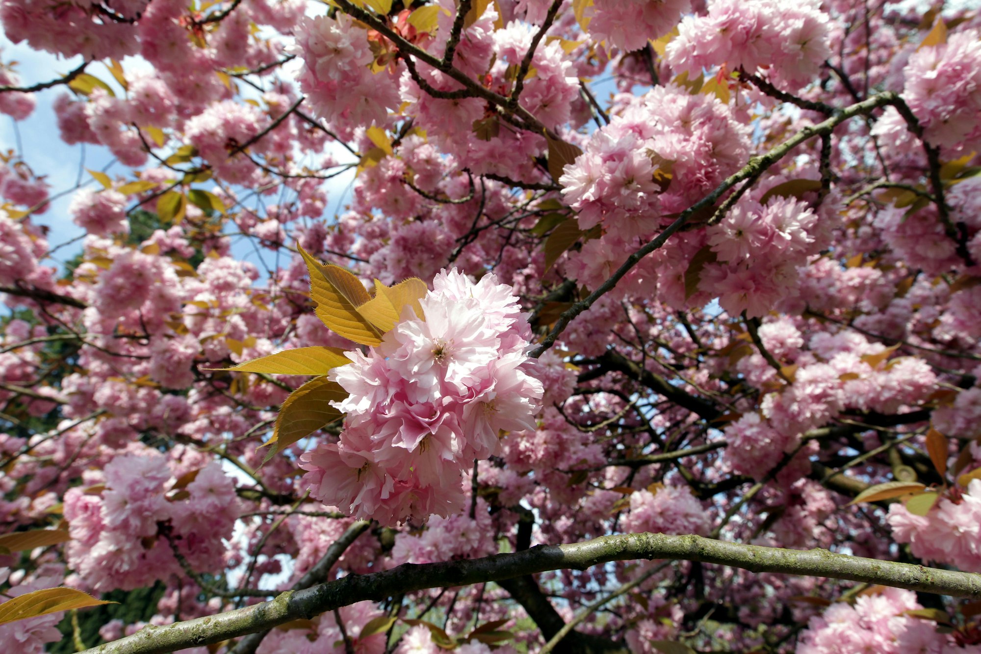 MDS-KSTA-2016-04-15-71-97881324