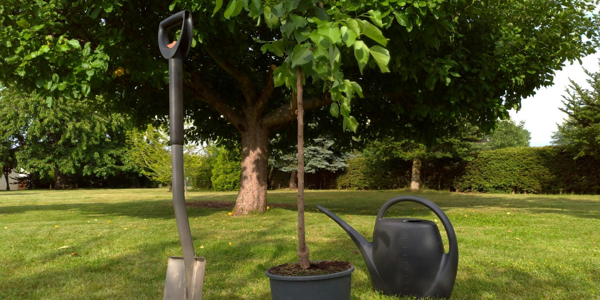 Baum pflanzen