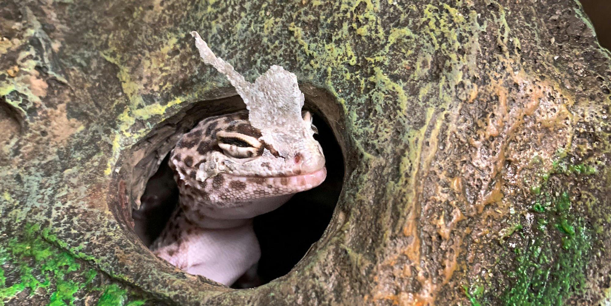 Gecko in Mönchengladbach