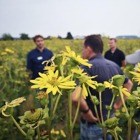 Wesseling Silphie Wasserschutz