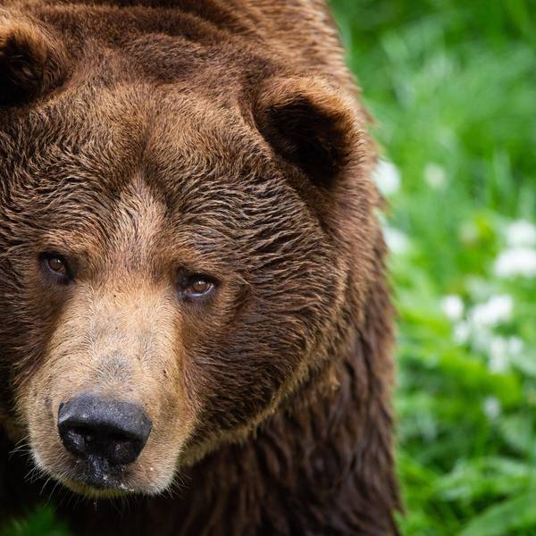 Braunbär 230620