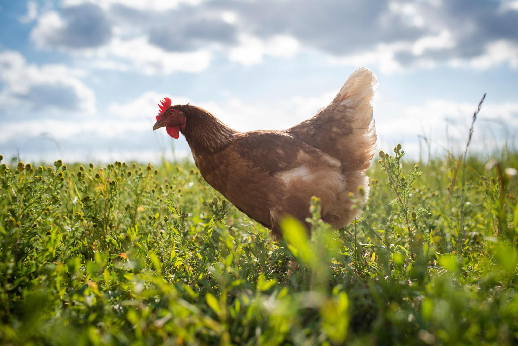 huhn