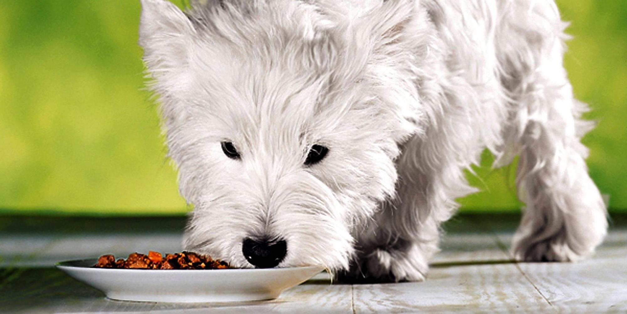 Hundefutter