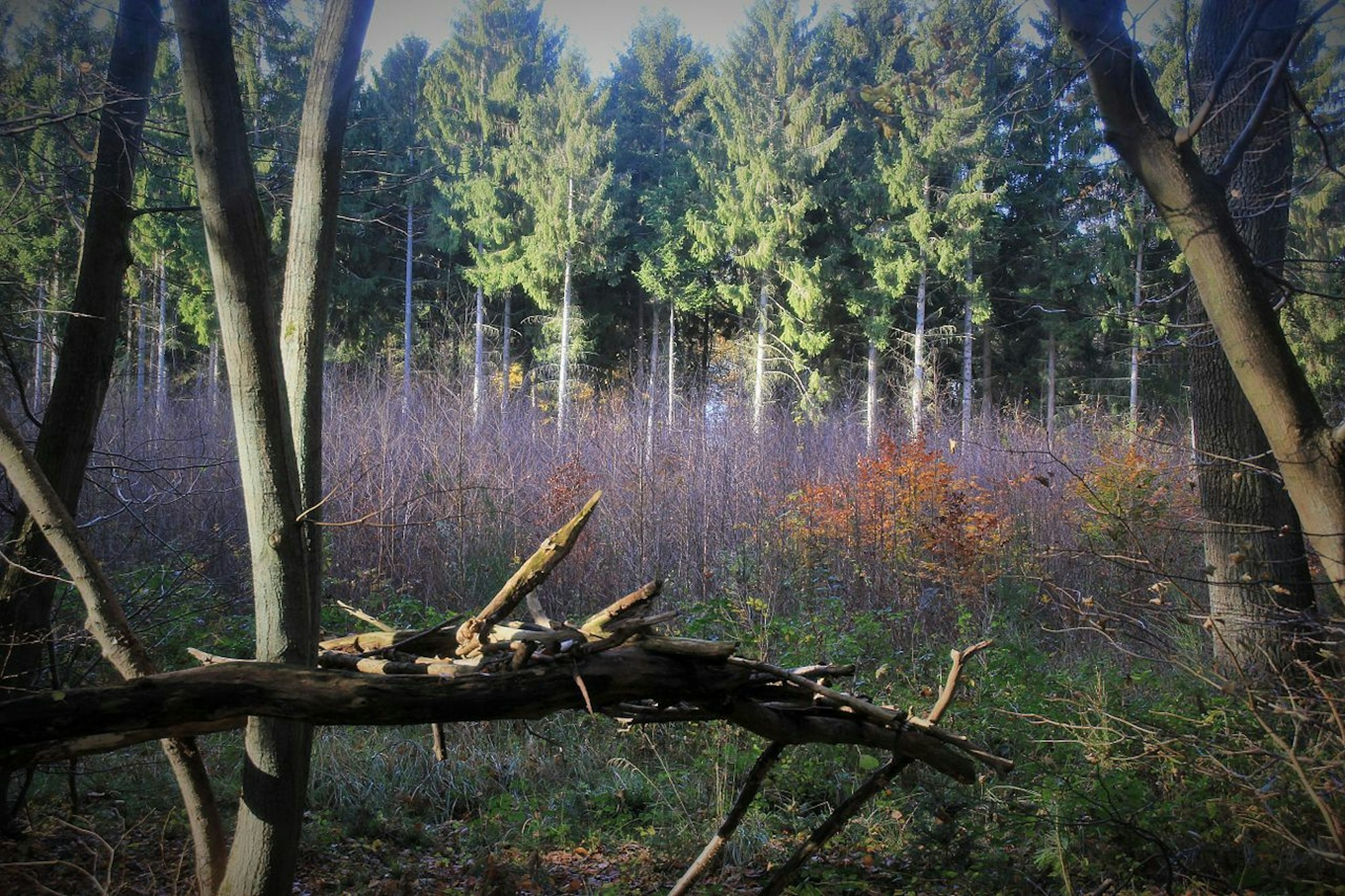 Kottenforst Elldex Foto