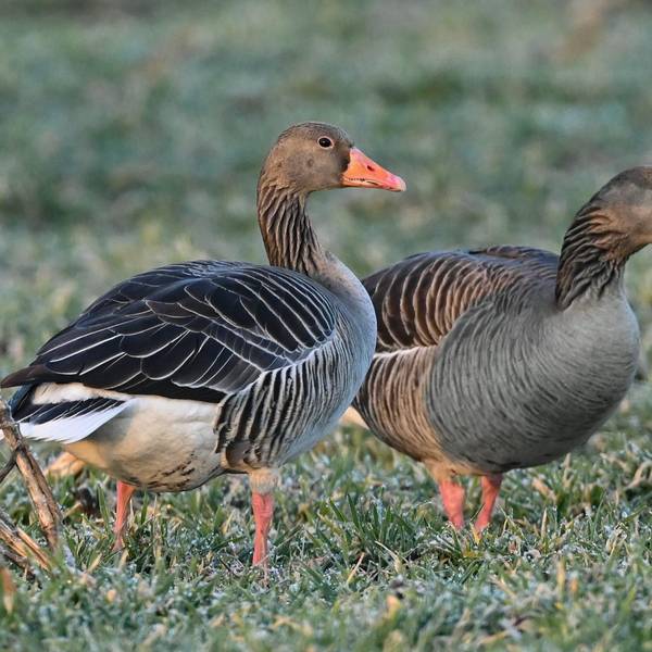 Wildgaense