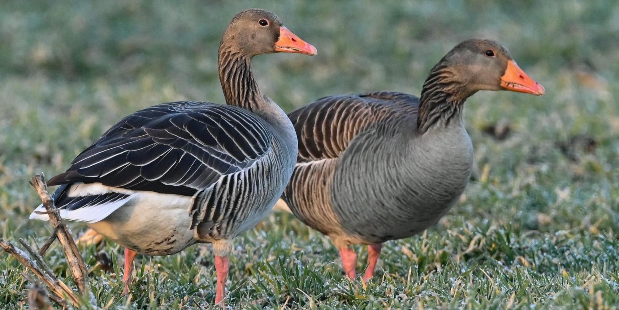 Wildgaense